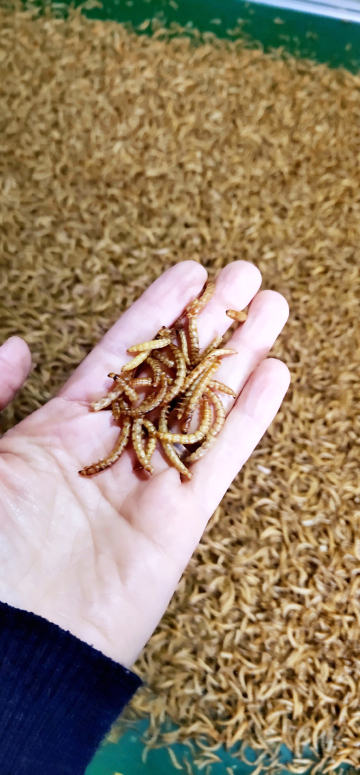 high protein from mealworms