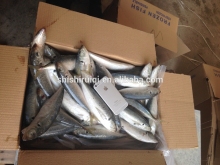 Whole Round Frozen Bigeye Scad (Selar Crumenophthalmus)