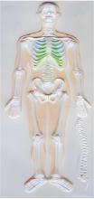 Skeletal system relief model