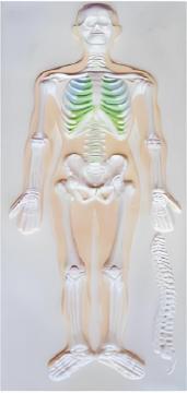 Skeletal system relief model