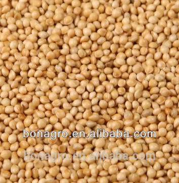 New crop white broomcorn millet
