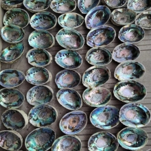 New Zealand Blue Rainbow Abalone Shell - Wholesale Clean and Natural Paua Seashells