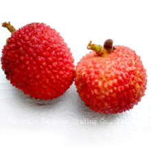 Canned Lychee Bottom Price