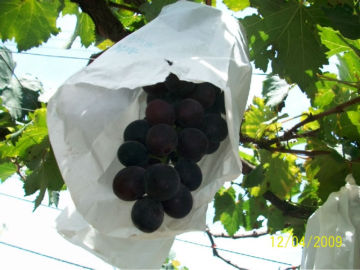 Grape mango apple fruit protection paper bag