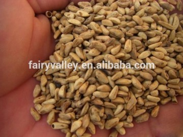 Planting High Germination Rate Pomegranate Seeds