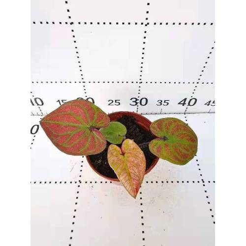 top sale caladium c99