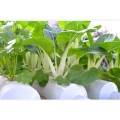 12 paip Hydroponics PVC NFT Sistem Tumbuh