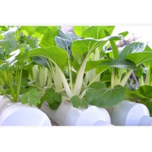 12 Pipes Hydroponics PVC NFT Growing System