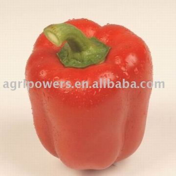 SP429 Vegetable seed