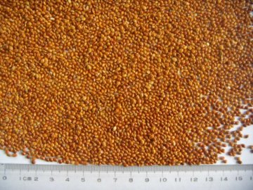 red broomcorn millet