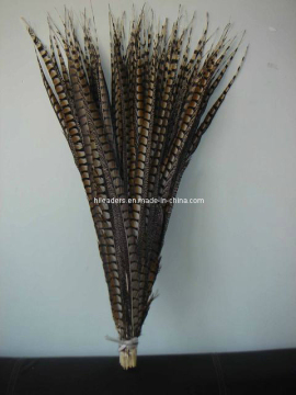 Natual Lady Bottom Amherst Pheasant Feathers (FH010)