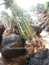 phoenix canariensis palm trees for outdoor