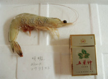 Fresh frozen alock prawn
