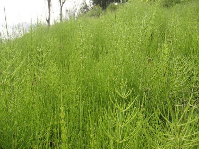 Horsetail Extract 1