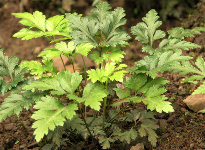 Shizhu &quot;jenama Telson&quot; Coptis chinensis