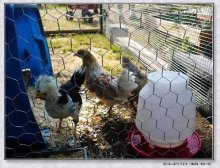 Fish netting/Chicken wire netting