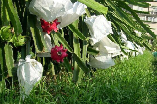 Dragon Fruit Growing Bagging