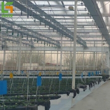 Modern Venlo Glass Greenhouse Farming for Tomatoes and Cucumbers