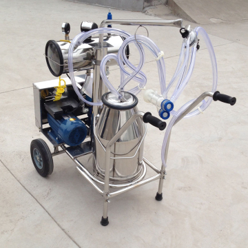 With one bucket milking machine for sheep/goat