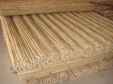 Tonkin Bamboo Cane