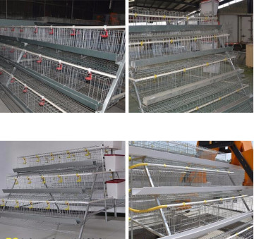 A Type Broiler Cages