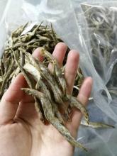 Freeze-Dried Good Taste Salangid/Antarctic krill for Your Cats