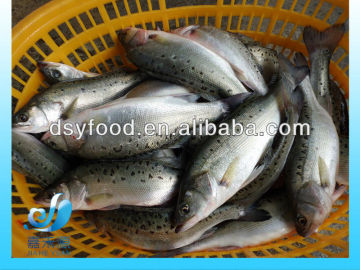 FROZEN FRESH SEA BASS FISH/SEA BASS FILLET