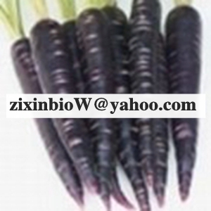 Black Carrot Color