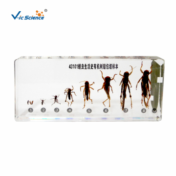 Life History Specimens of Locusts