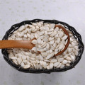 semilla de calabaza blanca como la nieve de alta calidad con cáscara