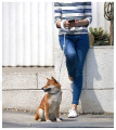 Xiaomi معمار الحيوانات الأليفة المقود حلقة الكلب حبل