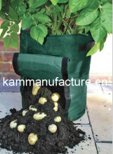 Potato Grower (KM2432)