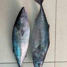 Frozen Skipjack Whole Round Tuna For Wholesale