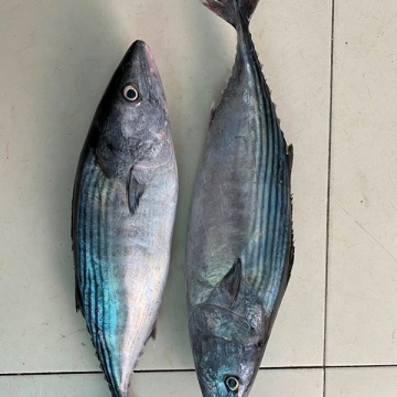 Frozen Skipjack Whole Round Tuna For Wholesale