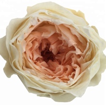 Wholesale Natural Preserved Austin Roses for Wedding Flower Walls