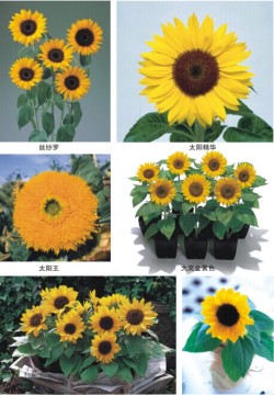 Pot Flower Sunflower seed for growing