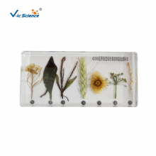 Plant Specimen Inflorescence Type Preserves Color