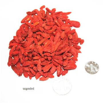 Low Pesticide Hot sale  Dried goji berry/wolfberry