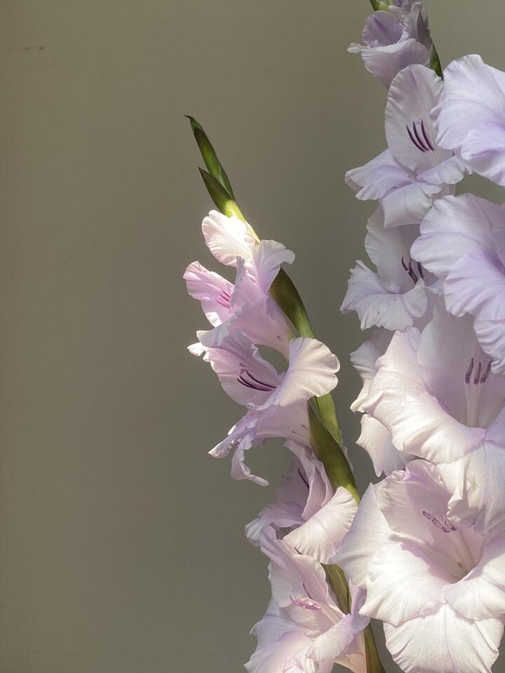 ট্যারো বেগুনি গ্লাডিওলাস Taro Purple Gladiolus