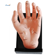 Hand Model Ilustrating Organs on the Points