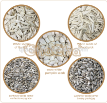 Sunflower seeds for human consumption