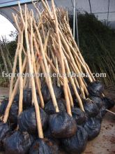 lagerstroemia indica packed