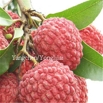 tropical fruits names lychee in tin