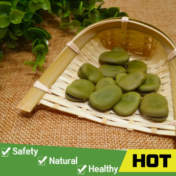 Bulk dried green broad beans seed