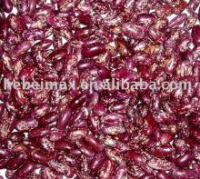 purple speckled kidney bean