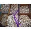 Hot Sale Normal White Garlic Fresh