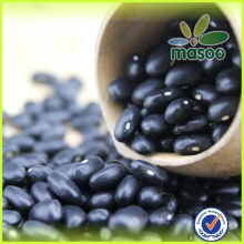 2014 crop Dry Black Kidney Beans or Black Beans