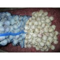 Ail blanc normal frais de stockage au froid