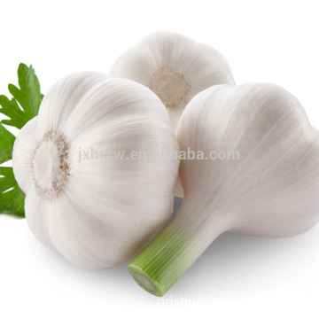 GARLIC ESSENTIAL OIL