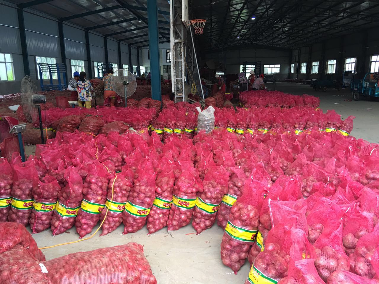 China yellow onion 50-70 mm hot sale, quality fresh red onion export